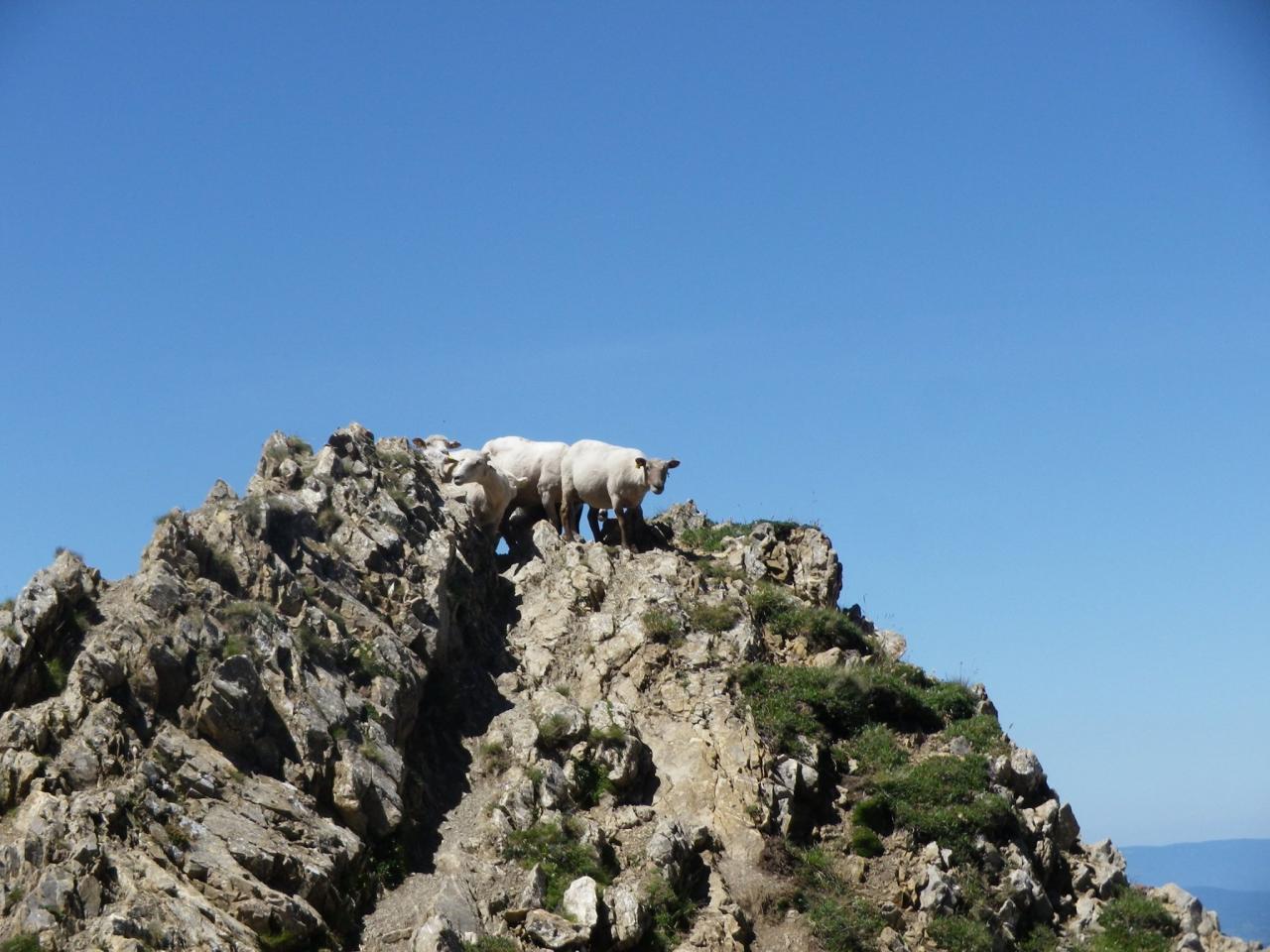 Des habitués.