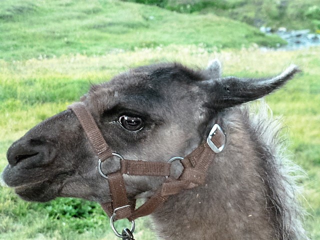 Un pote bolivien